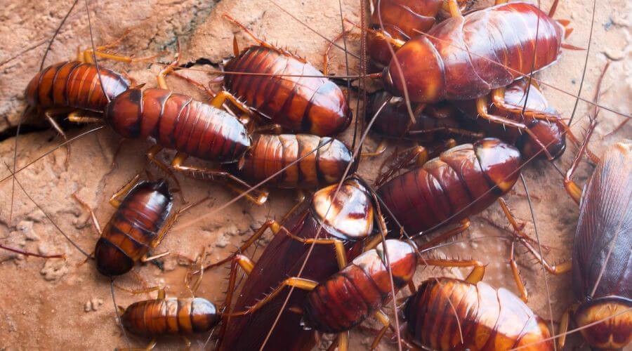 Professional 24 hour pest control services in Fort Wayne